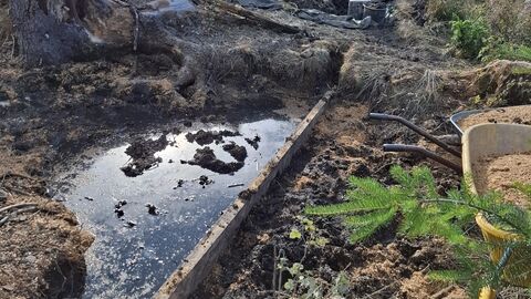 An einem waagerecht im Boden steckenden Brett staut sich Wasser. Daneben seiht man einen Baumstumpf und einen Farn. 