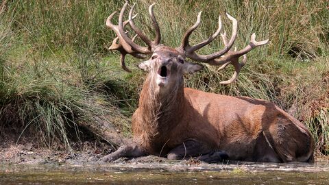 Röhrender Hirsch