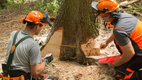 Arbeitsschutz und Arbeitssicherheit stehen bei der Holzernte an oberster Stelle. Jährlich finden dazu Arbeitsschutzunterweisungen in Theorie und und Praxis für das Team des Forstamtes Rotenburg statt.  Zwei Forstwirte kontrollieren den Fällschnitt an einer Fichte.