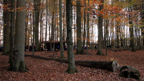 Laternenumzug im Wald Ein Laternenumtug im Herbstwald. Im Vordergrung Buchenstämme, im Hintergrund ein Laternenumzug.