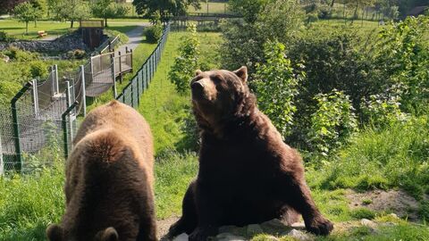Steve und Tim Zwei Bären auf einer Wiese