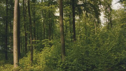 Buchenfemel quer Ein Buchenfemel von der Seite