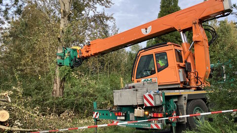 Fällkran im Einsatz Ein Fällkran packe eine Buche, deren Krone bereits abgeschnitten wurde.