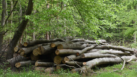 Am Weg bereitgestelltes Stammholz. Ein Brennholzpolter in einem laubrünen Wald