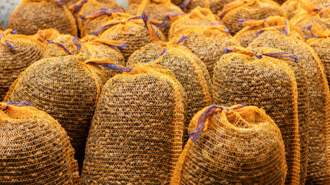 Eicheln in Säcken zum Transport