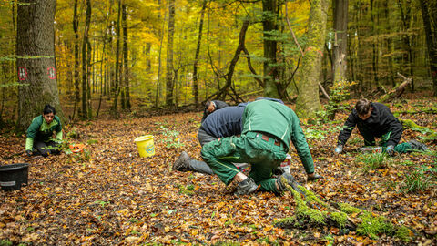 Arbeitende sammeln Eicheln in einem Saatgutbestand.
