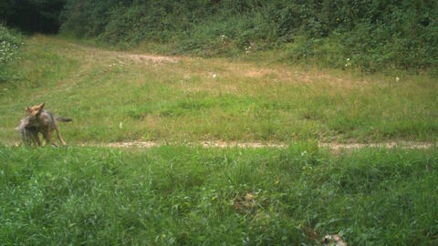 Am rand des Bildes spielen drei Wolfswelpen auf einer Wiese.