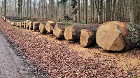 Weitere Eichenwertholzstämme sind zum Verkauf gelagert. 