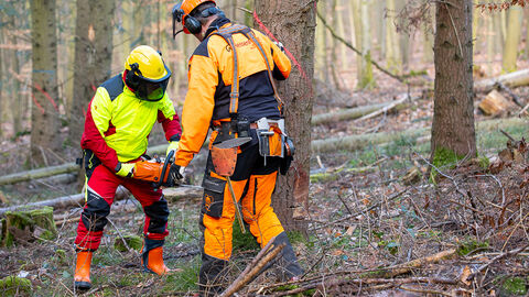 Zwei Menschen in Forstsicherheitskleidung stehen an einem Baum. Einer setzt die Säge an einem Baum an, während der ander (ein Mitarbeiter von HessenForst) die Tätigeit begutachtet. 