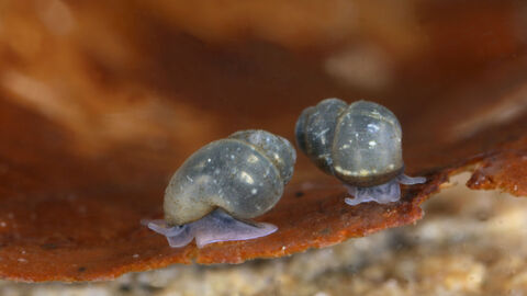 Zwei Rhön-Quellschnecken in Großaufnahme