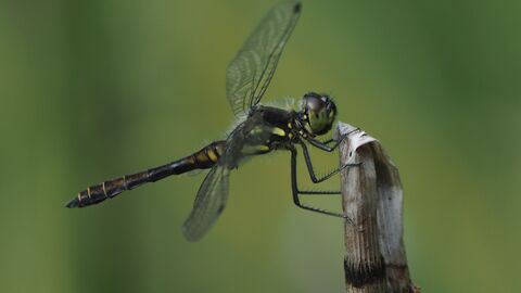 Eine schwarze Libelle an einem vertrockneten Grashalm. 