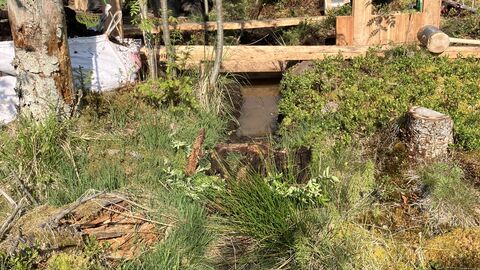 Bretter, Gras und gutes Wetter.