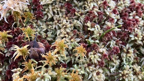 Verschiedene Torfmoose in unterschiedlichen Farben von oben zu sehen. 