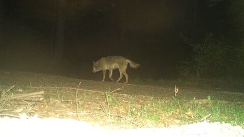 Ein Wolf im Dunkel der Nacht seitlich zu sehen.  