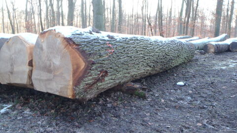 Nahaufnahme eines liegenden Eichenstammes im Winter. Bedeckt mit leichter Schneedecke. 
