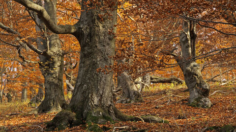mehrere tiefbeastete und knorrige Buchen mit dunkel gefärbtem Laub sind zu sehen. 