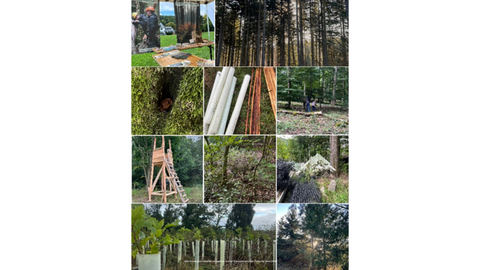 Eine Kollage aus verschiedenen Bilder, die während des FÖJ im Forstamt Weilrod aufgenommen wurden. Neben einem neugebauten Hochsitz, sind verschiedne Bäume aber auch Pflanzmaterialien und Wuchshüllen zus ehen. 