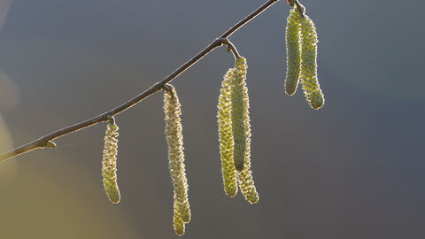 Haslzweig mit Blütenständen