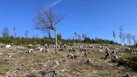 Unter blauem Himmel pflanzen mehrere Personen in etwas Entfernung auf einer Freifläche junge Forstpflanzen.