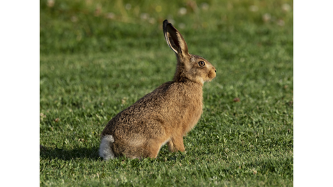 Ein Hase auf einer Wiese