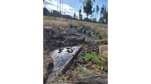 Ein Brett staut Wasser an einem Baumstumpf einer Fichte auf. Im Hintergrund blauer Himmel mit weißen Wolken. 