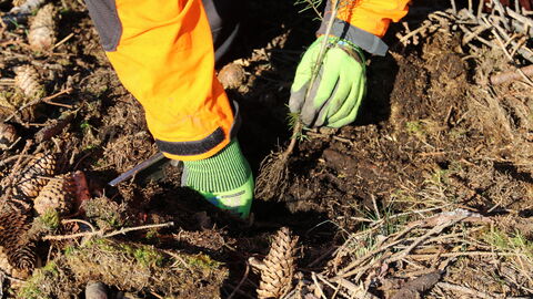 Zwei Hände mit grünen Arbeitshandschuhen pflanzen einen Nadelbaum in den Boden.