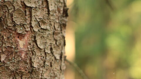 Bohrloch Borkenkäfer