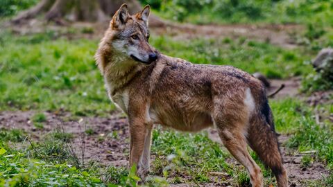 Ein Wolf schaut über seine Schulter nach hinten. Er steht auf eienr Wiese. 