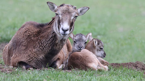 Ein Muffelschaf liegt mit seinem Lamm auf einer Wiese.