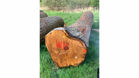 Ein großer Eichenstamm leigt auf einer Wiese. Der Fokus ist auf die Stirnfläche des Stammstückes gerichtet und zeigt die Holzmaserung.