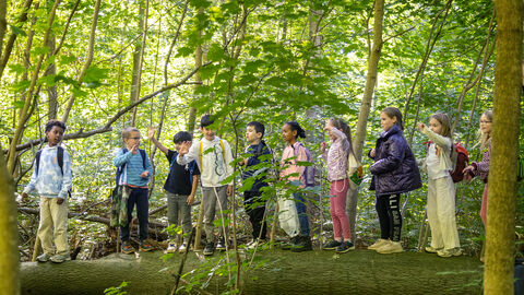 Eine Gruppe von Grundshculkindern steht in eienr Reihe auf einem liegenden Baumstam. Die Natur ist belebt, es ist Frühling. Der Wald steht in frischem Laub. 