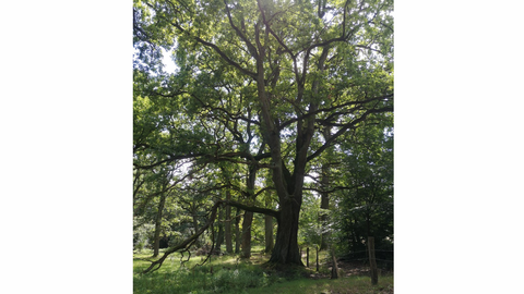 Hutewald im Firsnbachtal