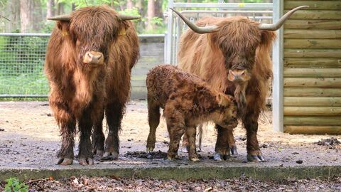 Ein Highlandrind-Kalb zwischen zwei älteren Tieren. 
