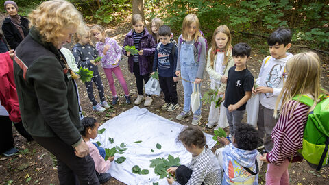 Eine Waldpädagogin steht mit vielen Kindern um ein weißes Tuch, das auf dem Waldboden liegt. Darauf breiten Sie Blätter und Eicheln aus, die sie in der Umgebung gefunden haben. 