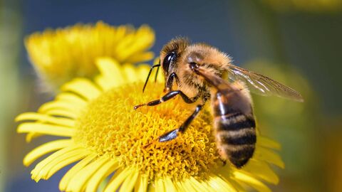 Eine Biene auf einer Blume