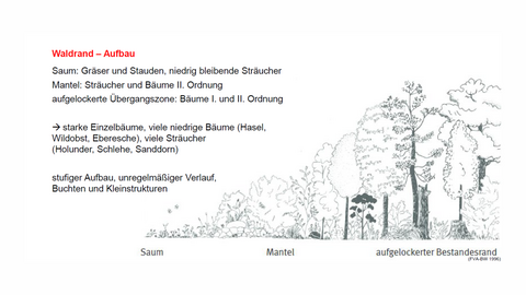 Waldrandaufbau
