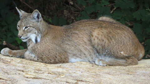 Ein Luchs liegend vond er Seite. 