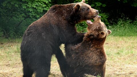 Zwei spielende Bären