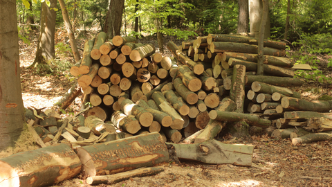 In einem Wald liegen aufgeschichtete dünne Buchenstämme, die etwa einen Meter lang sind. Davor leigen Holzstücke und Sägemehl.