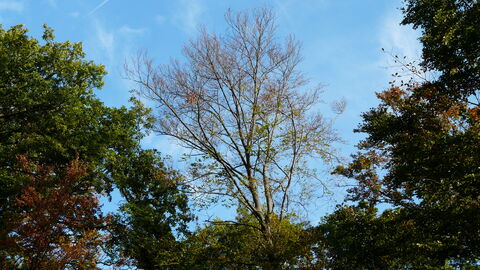 Ein vertrocknete Buche steht zwischen noch grünen Artgenossen. Man schaut von unten in die Krone gegen den Himmel. 