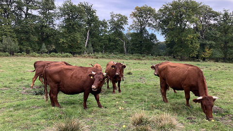 Braune Rinder auf einer Waldwiese 
