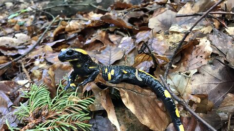 Feuersalamander auf Buchenlaub im Wald. 