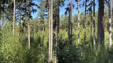 Wald mit unterschiedlichen Schichten. Vor allem nadelholz ist zu sehen. Im Altbestand aus Fichte steht eine Schicht aus jungen Nadelbäumen.