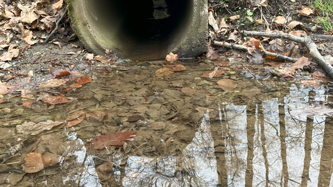Kanalrohr im Wald verhindert Wanderungsbewegung für Wasser-abhängige Tier und soll zurückgebaut werden. Innen- und Außenansicht Kanalrohr