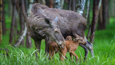 Elchkuh mit Kalb. 