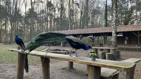 Zwei Pfauen sitzen auf einem Brett in ihrem Gehege. Im Hintergrund sind Holzunterstände zu sehen. 