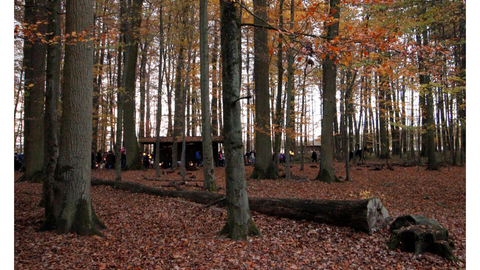 Laternenumzug im Wald