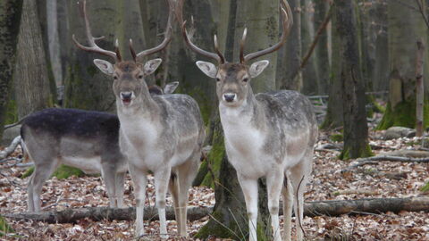 Zwei männliche Halbschaufler im Wald. Dahinter quer ein weibliches Stück. 