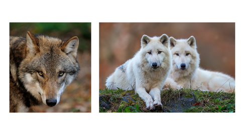 Links: Gesicht eines Wolfes. Rechts: zwei liegende Polarwölfe. 